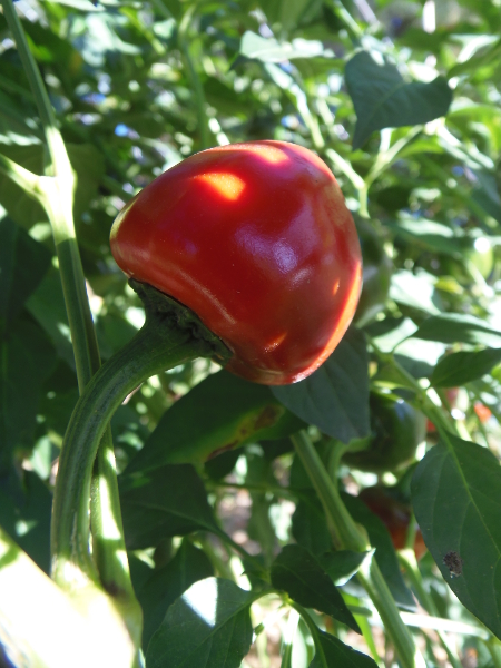 Cascabel (Rattle) pepper